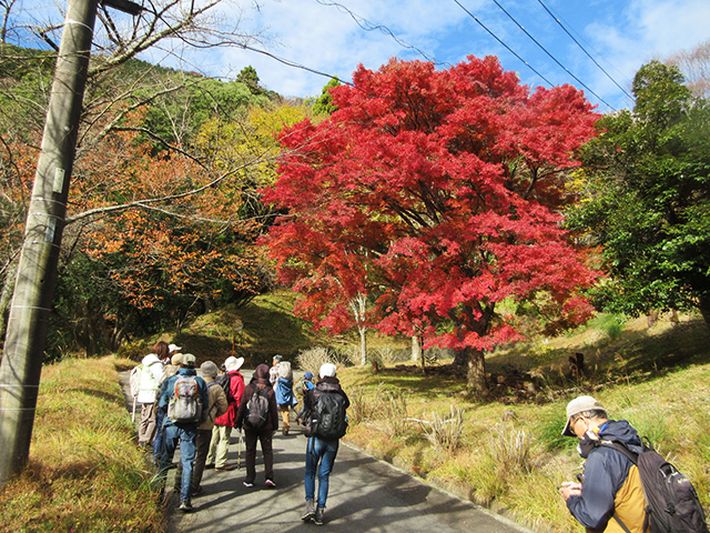道を歩く参加者たちの背景と、赤く色づいた紅葉の木