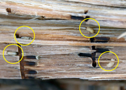 樹幹の坑道内で成長する幼虫の写真