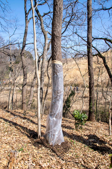 ビニールシート被覆を施した樹木の写真