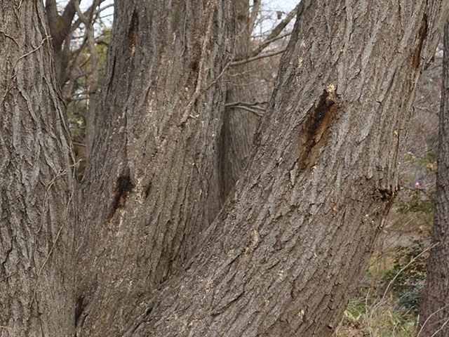 穿孔箇所から染み出る樹液の写真。木の幹から茶色い樹液がしみ出している。
