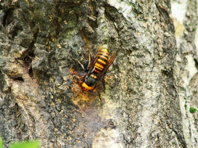 樹液に集まるスズメバチの写真。大型の蜂。
