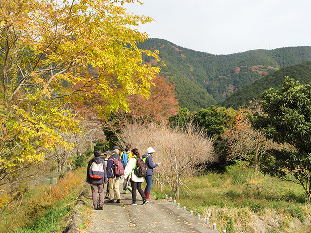 黄色く色づいた木の下、里地里山の未舗装道路を歩く参加者たち