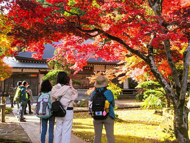 赤く色づいたもみじの木の下を歩く参加者達