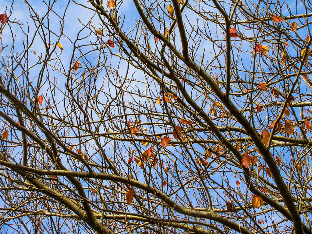 桜の枯れ枝を見上げる。赤く色づいた葉が少し残っている。背景は青空